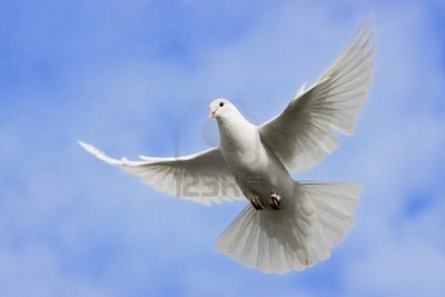 witte duif vliegt